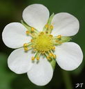 Fragaria Ananassa